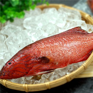 【優鮮配】海底紅金-峇里島-野生紅鰷石斑魚4條(450g±50g／條)免運