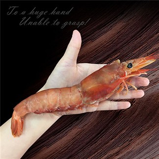 【優鮮配】刺身頂級XL巨無霸天使紅蝦(1kg／15尾±3尾／包)免運組